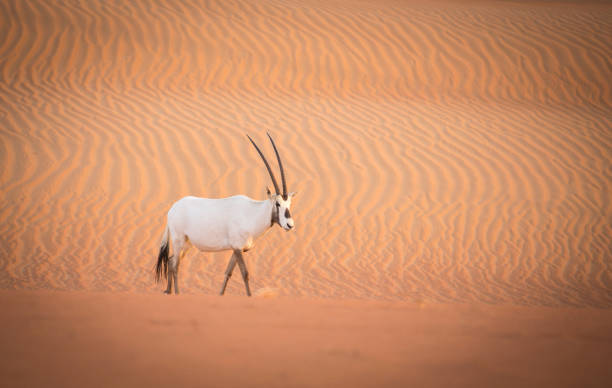 oxix árabe em um deserto perto de dubai - arabian oryx - fotografias e filmes do acervo