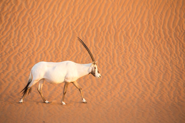 istock arabian oryx in a desert near Dubai 1278264727