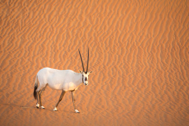 istock arabian oryx in a desert near Dubai 1278264731