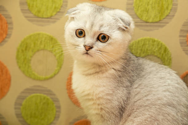 istock Little grey cat at home 1278265905