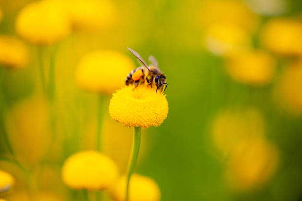 Honey bee gathers pollen and nectar from a yellow wildflower stock photo