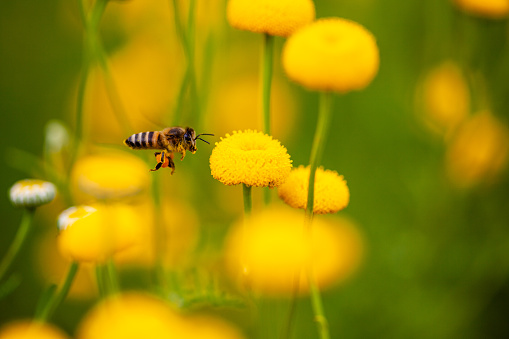 A Cape honey bee with full pollen sacs on its legs hovers next to a yellow flower in spring time.