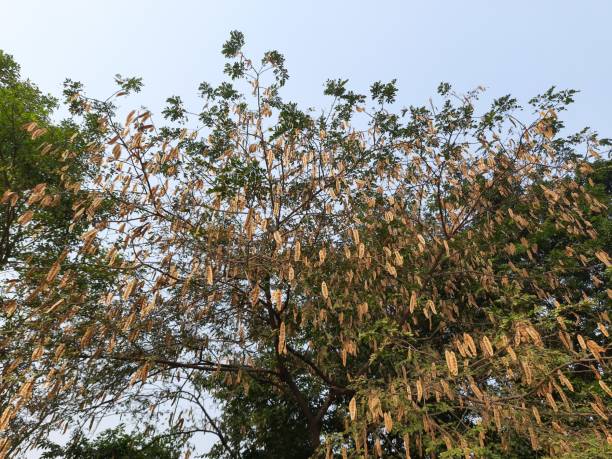 istock Albizia lebbeck tree. 1278269105