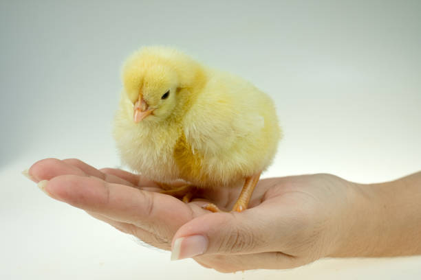frango amarelo na mão da senhora - baby chicken birdsong bird young bird - fotografias e filmes do acervo
