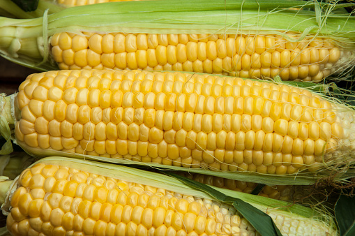Yellow-white corn of the Raquel variety. corn ears are lying on a wooden table. Colored corn on the table.