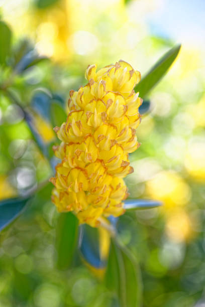 Argyrocytisus battandieri, the pineapple broom or Moroccan broom is a species of flowering plant in the legume family