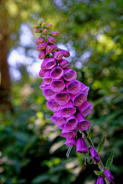 istock Digitalis purpurea - the foxglove or common foxglove 1278272181