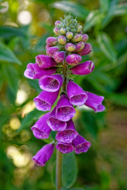 istock Digitalis purpurea - the foxglove or common foxglove 1278272184