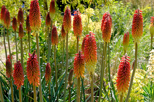 Kniphofia, also called tritoma, red hot poker, torch lily, or poker plant, is a genus of perennial flowering plants in the family Asphodelaceae