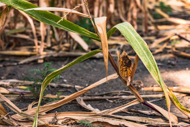 stunted corn on the cob leads to losses for corn farmers - planting growth plant gourd imagens e fotografias de stock