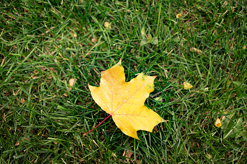 a yellow maple leaf on the green grass of the lawn. autumn leaf fall. change of seasons.
