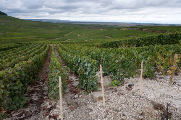 Landscape with green grand cru vineyards near Epernay, region Champagne, France in rainy day. Cultivation of white chardonnay wine grape on chalky soils of Cote des Blancs. Landscape with green grand cru vineyards near Epernay, region Champagne, France in autumn rainy day. Cultivation of white chardonnay wine grape on chalky soils of Cote des Blancs. cramant stock pictures, royalty-free photos & images