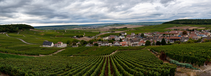 Landscape with green grand cru vineyards near Cramant, region Champagne, France in autumn rainy day. Cultivation of white chardonnay wine grape on chalky soils of Cote des Blancs.