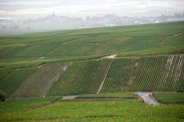 Landscape with green grand cru vineyards near Epernay, region Champagne, France in rainy day. Cultivation of white chardonnay wine grape on chalky soils of Cote des Blancs. Landscape with green grand cru vineyards near Epernay, region Champagne, France in autumn rainy day. Cultivation of white chardonnay wine grape on chalky soils of Cote des Blancs. cramant stock pictures, royalty-free photos & images