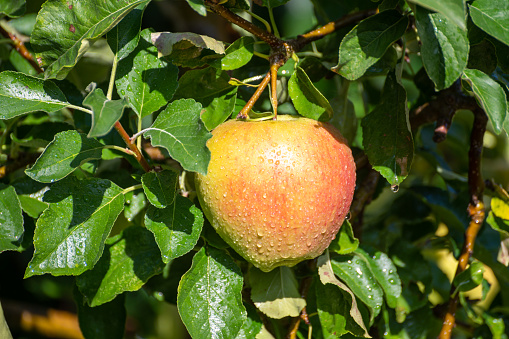 Large sweet braeburn apples ripening on tree in fruit orchard close up