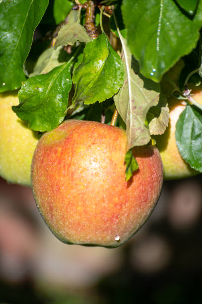 istock Large sweet braeburn apples ripening on tree in fruit orchard 1278272906