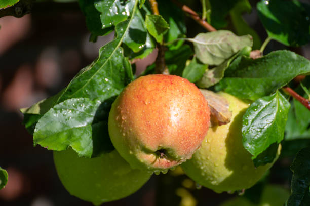 istock Large sweet braeburn apples ripening on tree in fruit orchard 1278272917