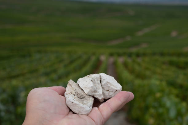 Hand with white chalk stones from Cote des Blancs near Cramant, region Champagne, France and view on grand cru vineyards Hand with white chalk stones from soils of Cote des Blancs near Cramant, region Champagne, France and view on grand cru vineyards cramant stock pictures, royalty-free photos & images