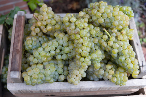 New harvest of white sweet chardonnay grapes on grand cru vineyards near Epernay, region Champagne, France New harvest of white sweet chardonnay grapes on grand cru vineyards near Epernay, region Champagne, France close up cramant stock pictures, royalty-free photos & images