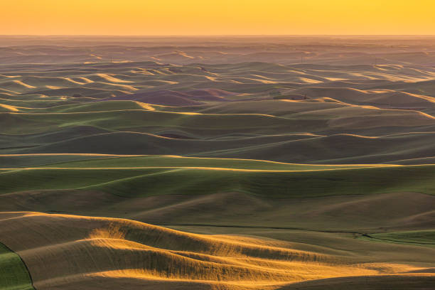 campi di grano verde rotolante nella regione di palouse nella parte orientale di washington, usa al tramonto - palouse foto e immagini stock