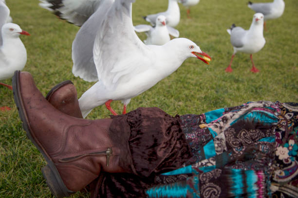 A woman's legs covered with long skirt is surrounded by seagulls. One of the birds is eating potato chip off the woman's legs. Most seagulls are carnivores which take food through handouts and theft.