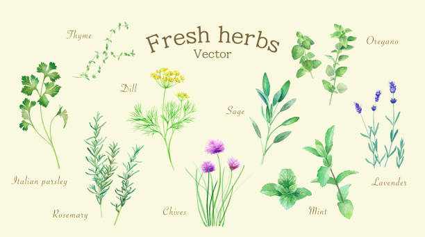 ilustrações de stock, clip art, desenhos animados e ícones de watercolor illustrations of various herbs. trace vector. # 1 (dill, sage, mint, rosemary, chives, thyme, oregano, lavender, italian parsley) - food illustration and painting painted image mint