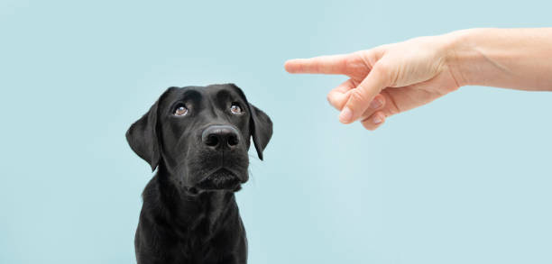 cane labrador che cerca di darti l'occhio di balena punito dal suo proprietario con il puntatore del dito. isolato su sfondo blu colorato. - punishment foto e immagini stock