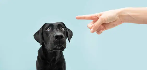 Photo of Labrador dog looking up giving you whale eye being punished by its owner with finger pointer it. Isolated on colored blue background.