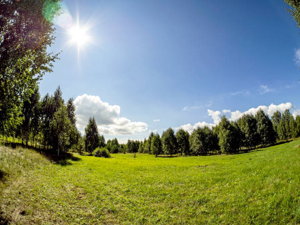 istock forest edge on a Sunny summer day, blue sky with light clouds, green field, Russia 1278275261