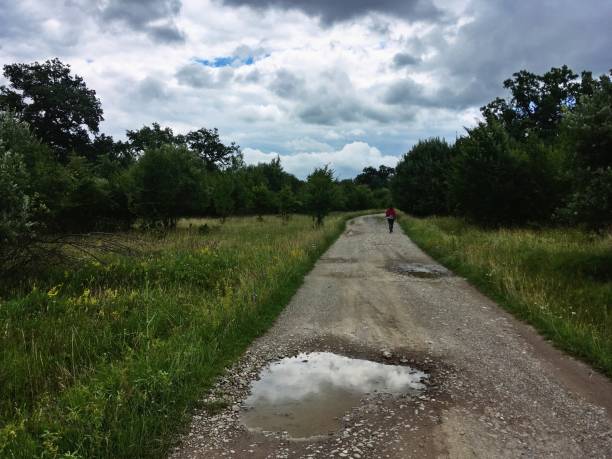 sighisoara trail that runs through birch and oak forests. - 5904 photos et images de collection