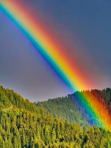 Rainbow over forest of fir trees in summer