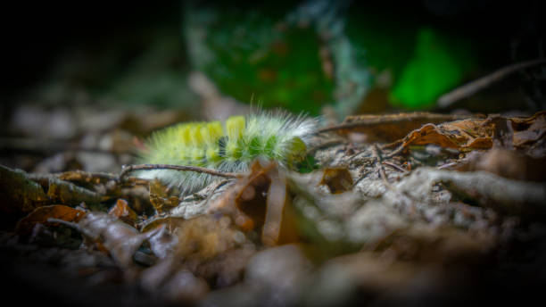 istock Little friend in the wood 1278277584