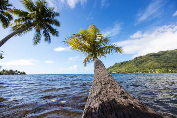 una palmera se inclina sobre el agua del océano moorea de la isla tropical - water rainforest frond tropical climate fotografías e imágenes de stock
