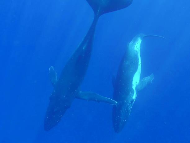 istock Two humpback whales swim in blue ocean water 1278278728