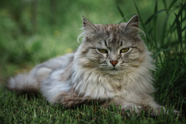 istock Gray tabbed beautiful feline cat 1278280746