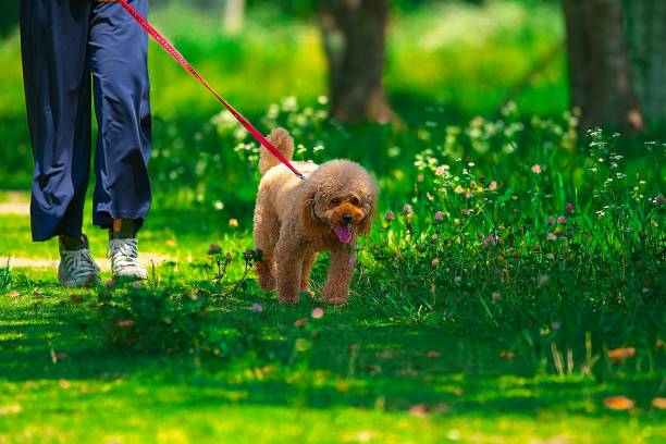 istock dog 295 Dog-walking 1278281050