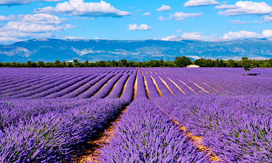 Lavender fields at mountain range backgrounds in sunny day, Provence, France.