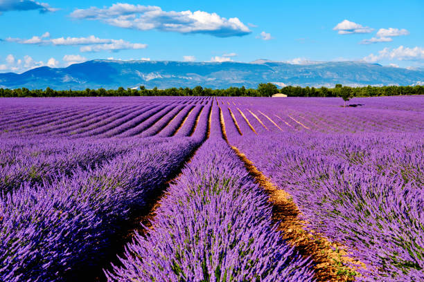 istock Lavender Fields at Mountain Range Background, Provence, France 1278281261