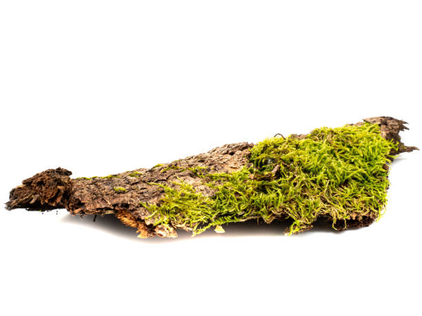 Bark with moss isolated on white background Bark with moss isolated on white background forest floor stock pictures, royalty-free photos & images