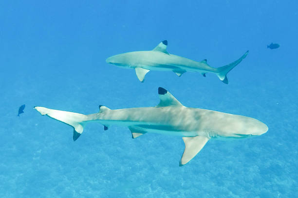 istock Sharks swim underwater 1278282108