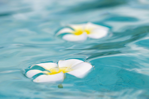 Two pitate flowers on a tropical island floating in turquoise colorful ocean water