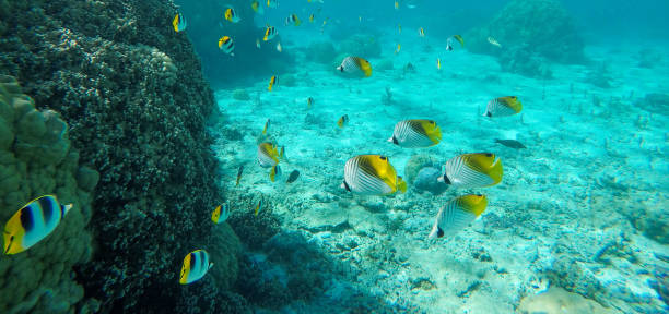 istock Many fish underwater on a snorkeling trip 1278282146
