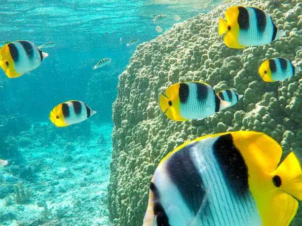 istock Colorful fish underwater in coral reef 1278282204