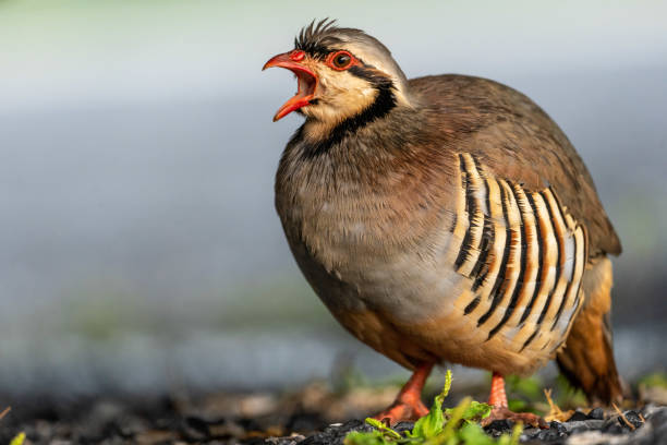 istock Wild Chukar in the Outdoors 1278282217