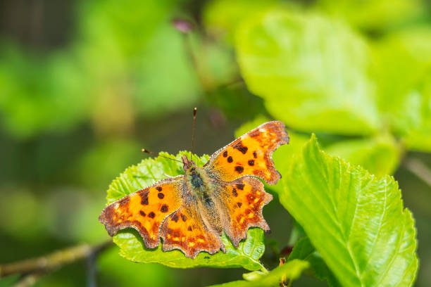 istock Comma butterfly Polygonia c-album resting top view 1278282233