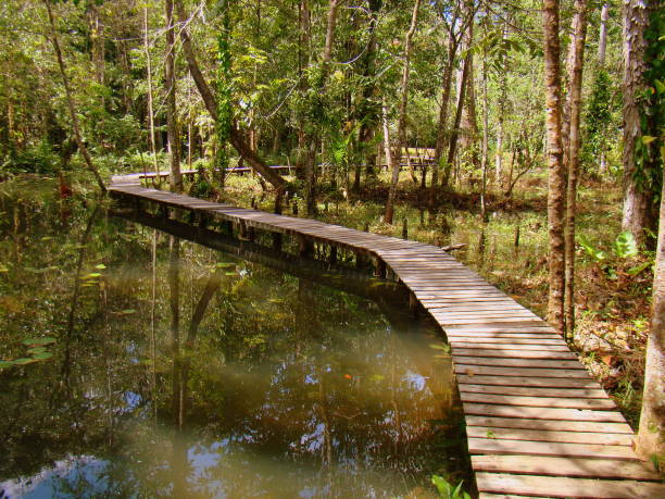 istock Wooden walkway on flooded forest 1278282587