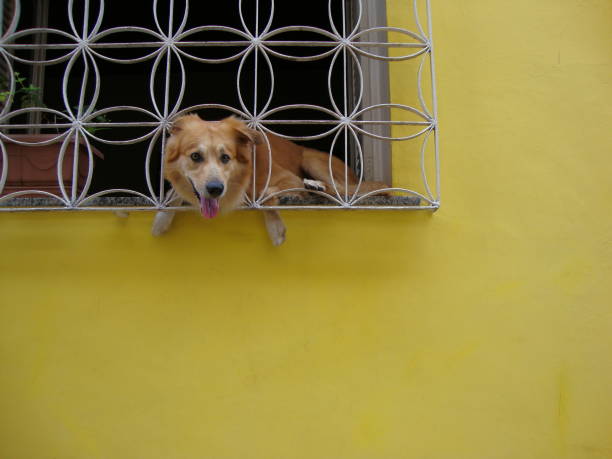 A dog sitting on a barred window, with a yellow wall around it, as if anxious for the owner's arrival or watching the movement on the street