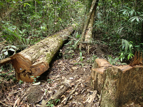 Sawn tree in native forest area of the Amazon region of Brazil.