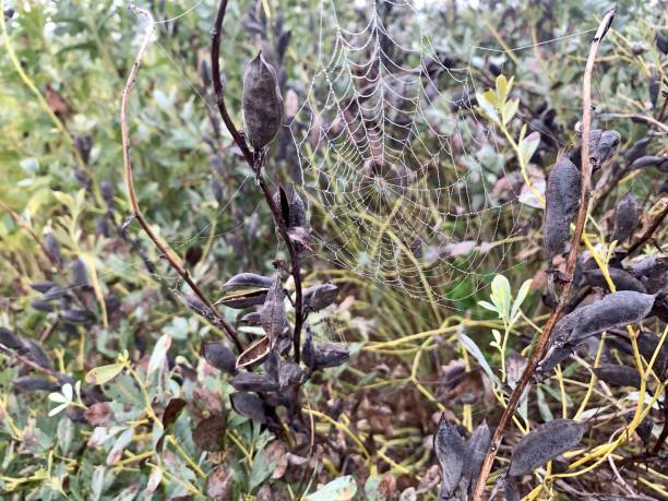 istock Spider Web on Baptisia Plant in Garden 1278285697