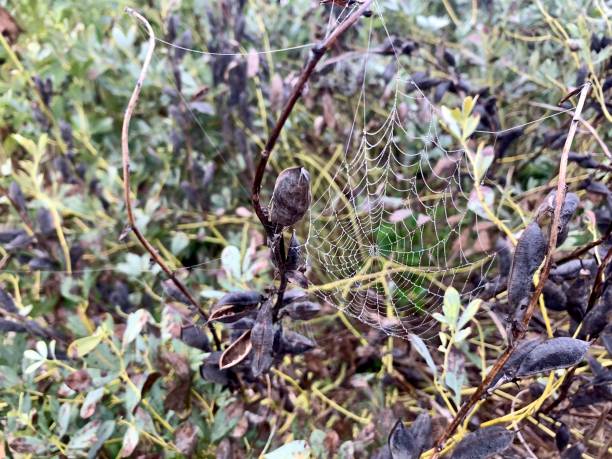 istock Spider Web on Baptisia Plant in Garden 1278285701